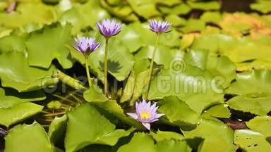 带喷泉的池塘里的紫蓝色<strong>水若</strong>虫。 <strong>水上</strong>花园。 美丽的花朵。